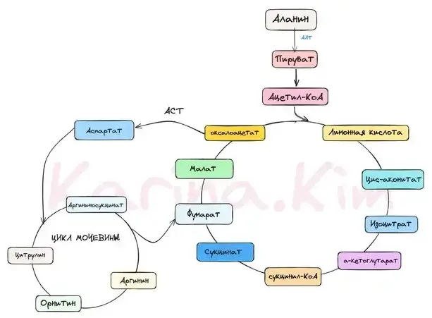 Авторская схема цикла Кребса и цикла мочевины — карина.ким