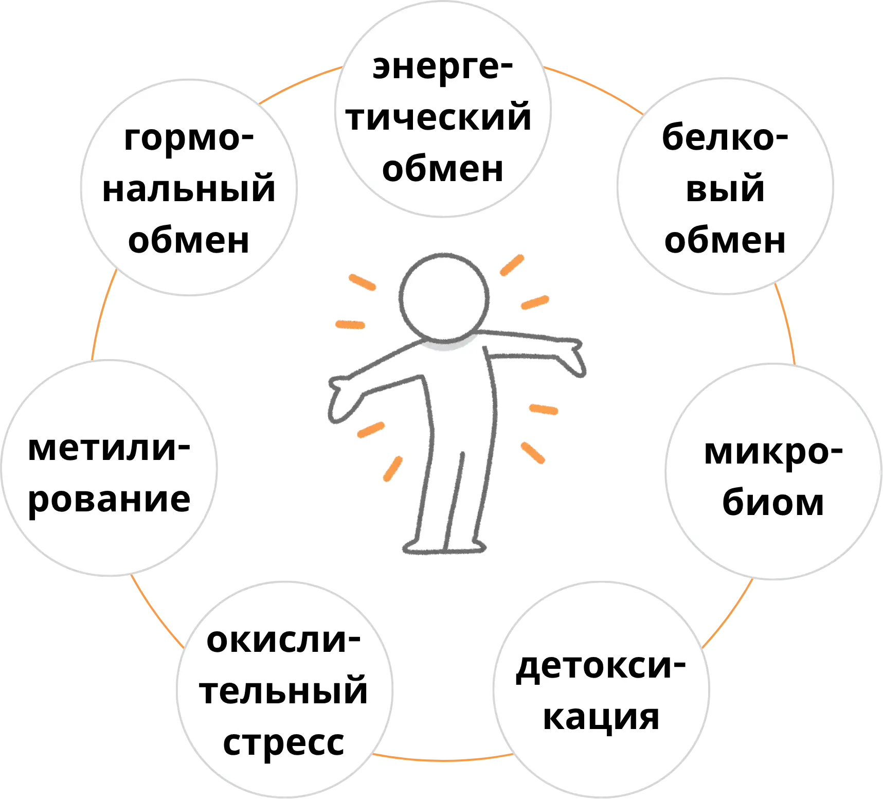 Метаболомная карта пациента — 7 систем обмена в едином круге